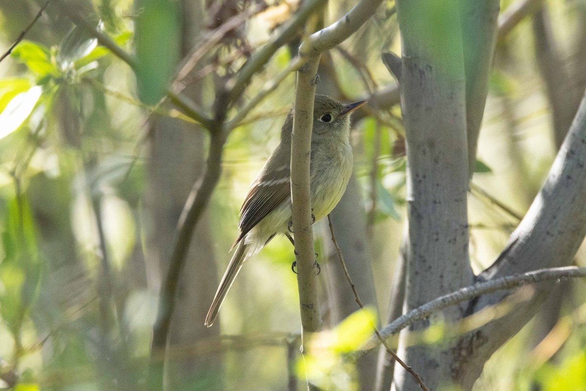 Western Flycatcher - ML620182942