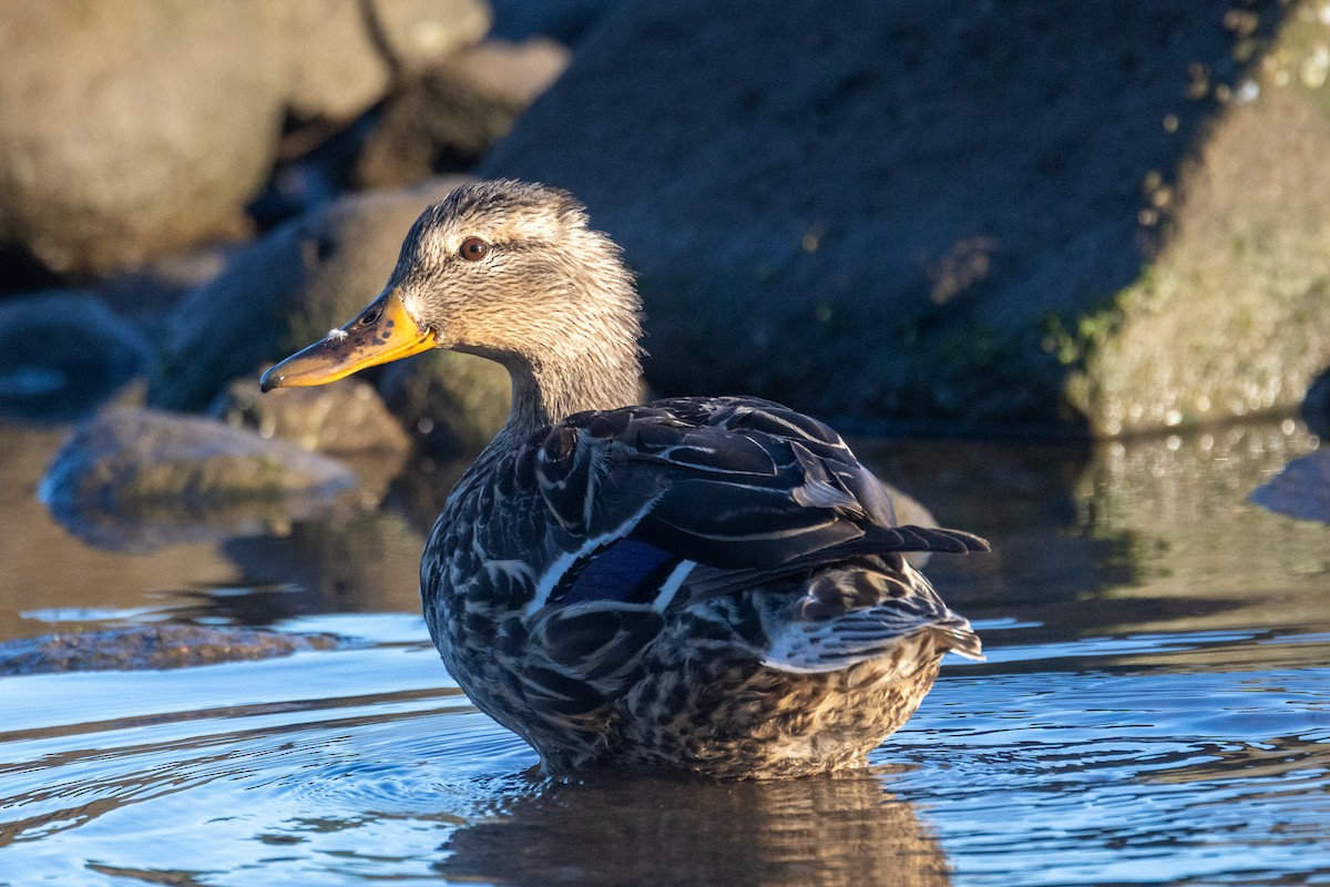 Canard colvert - ML620182944