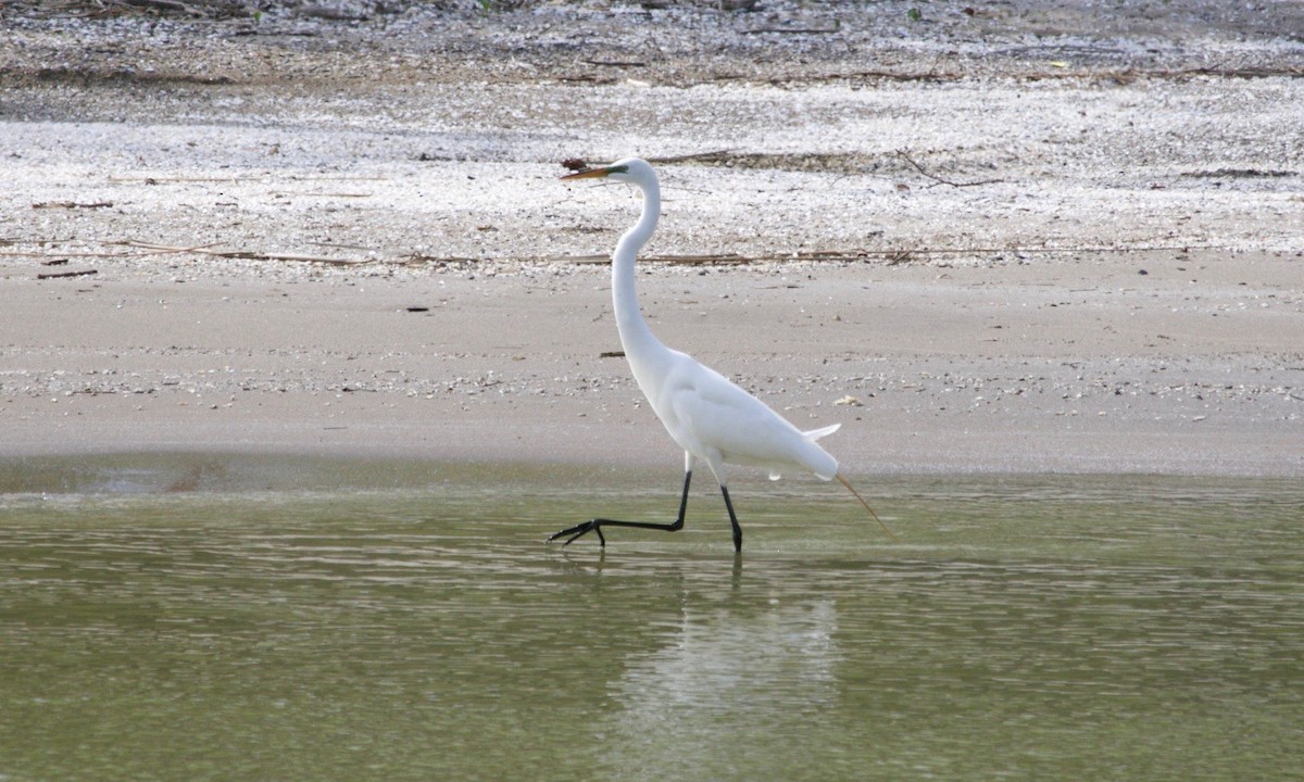 Great Egret - ML620182947