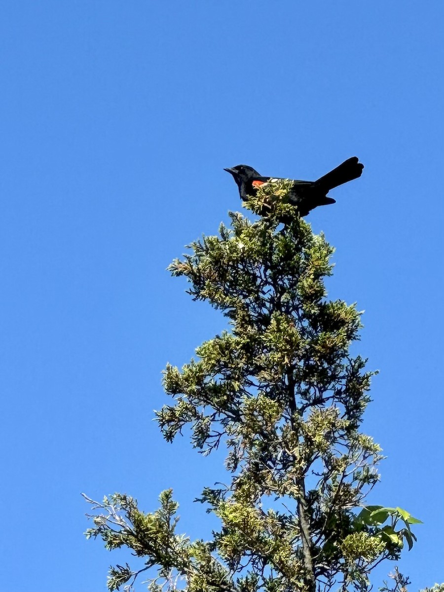 Red-winged Blackbird - ML620182951