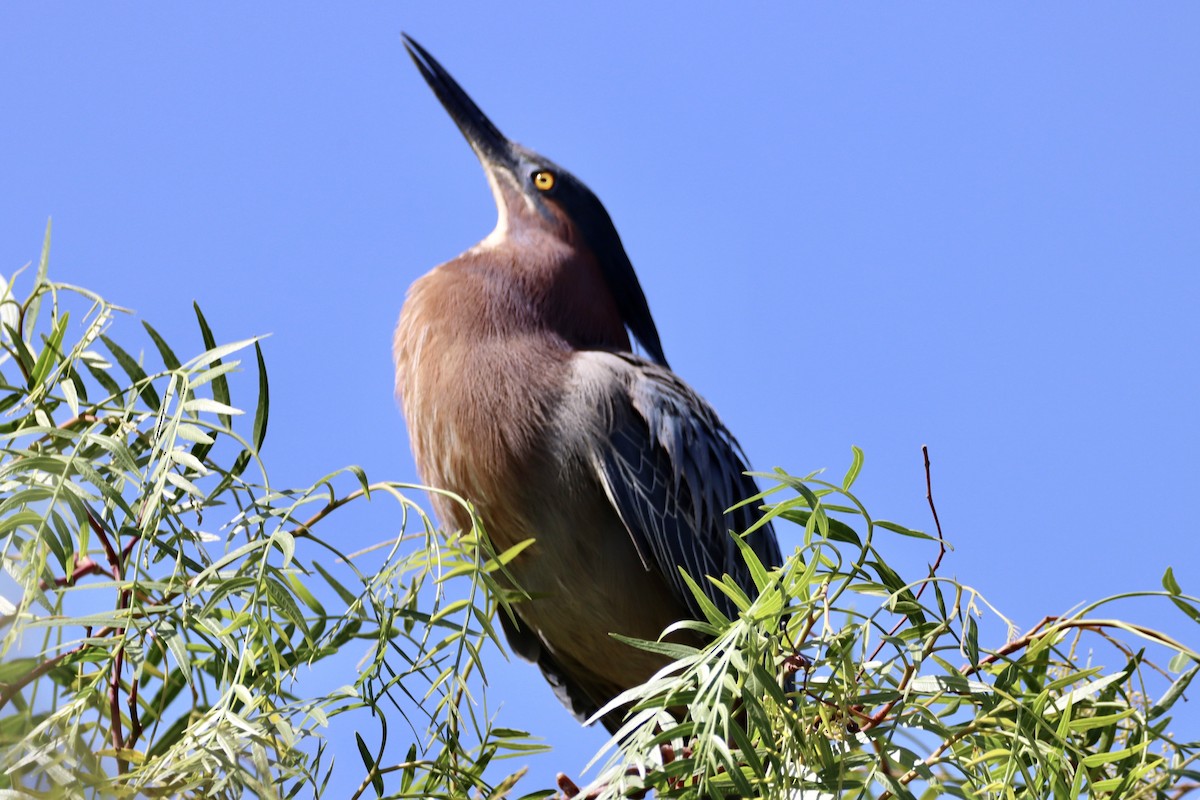 Green Heron - ML620182956