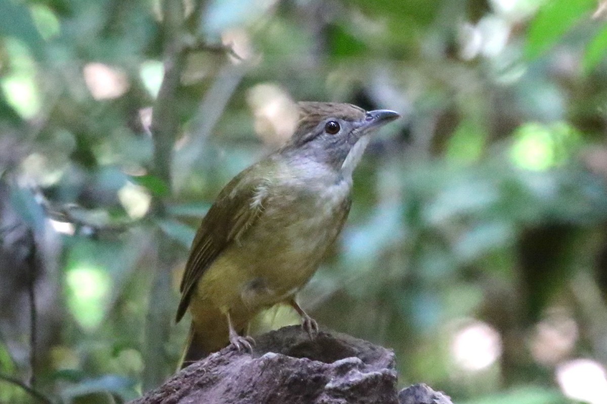 Gray-cheeked Bulbul - ML620182962