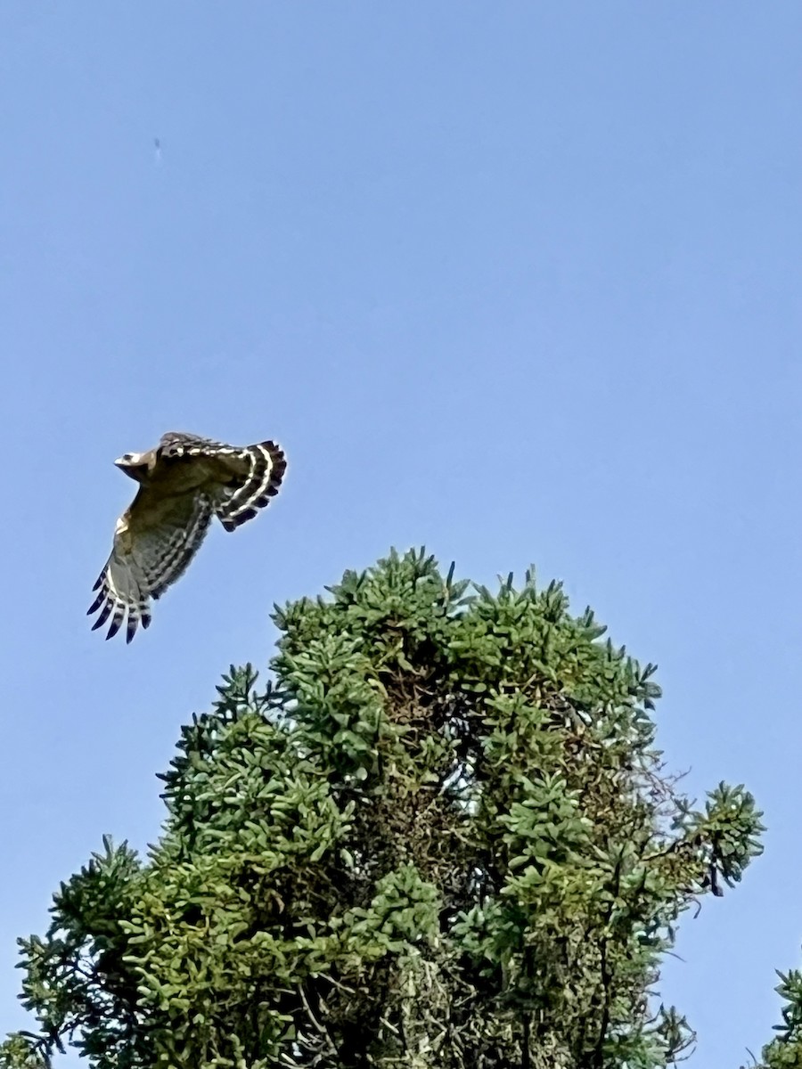 Red-shouldered Hawk - ML620182963