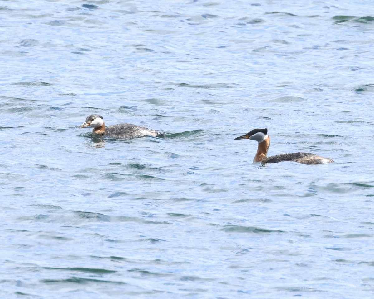 Red-necked Grebe - Amy Ondrus