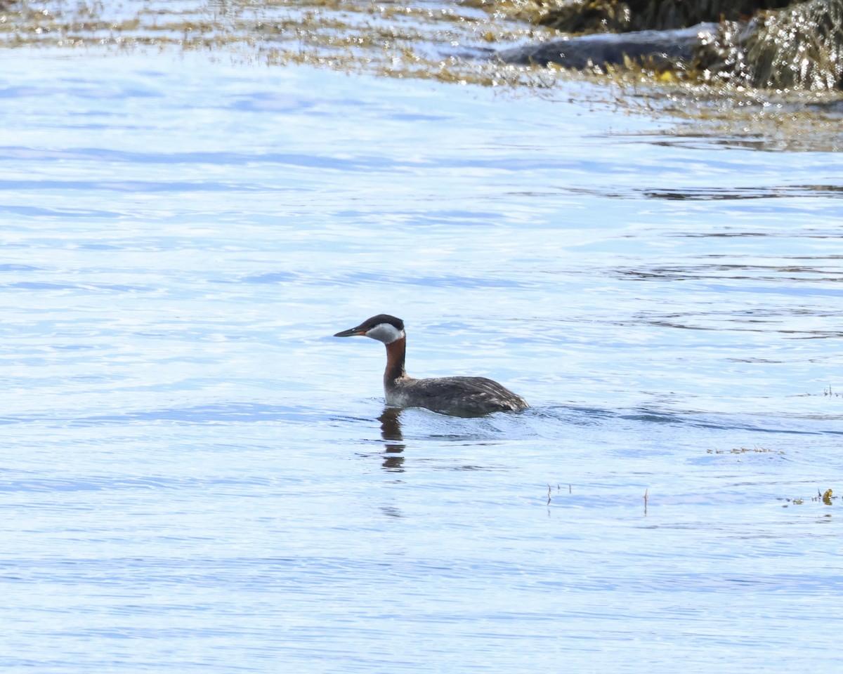 Red-necked Grebe - ML620182966