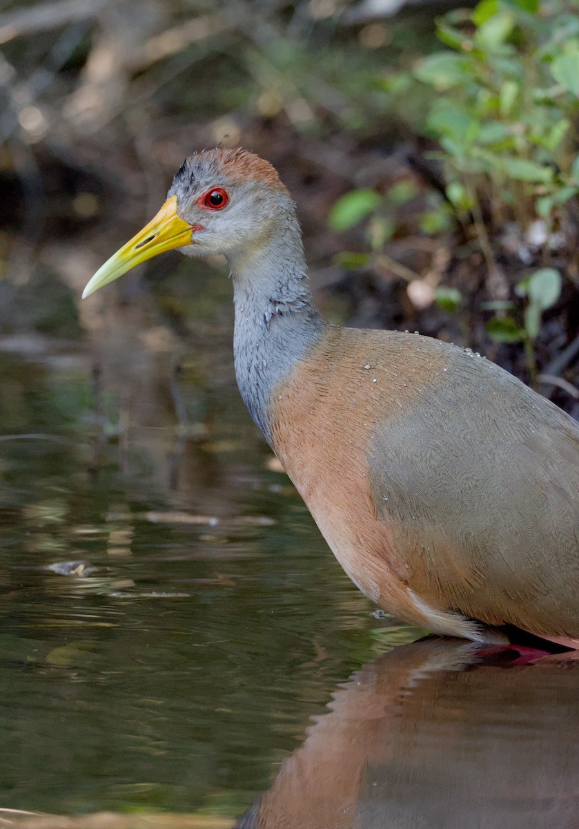 Russet-naped Wood-Rail - ML620182968