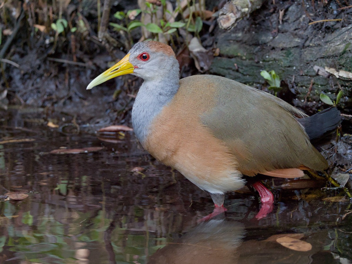 Russet-naped Wood-Rail - ML620182969