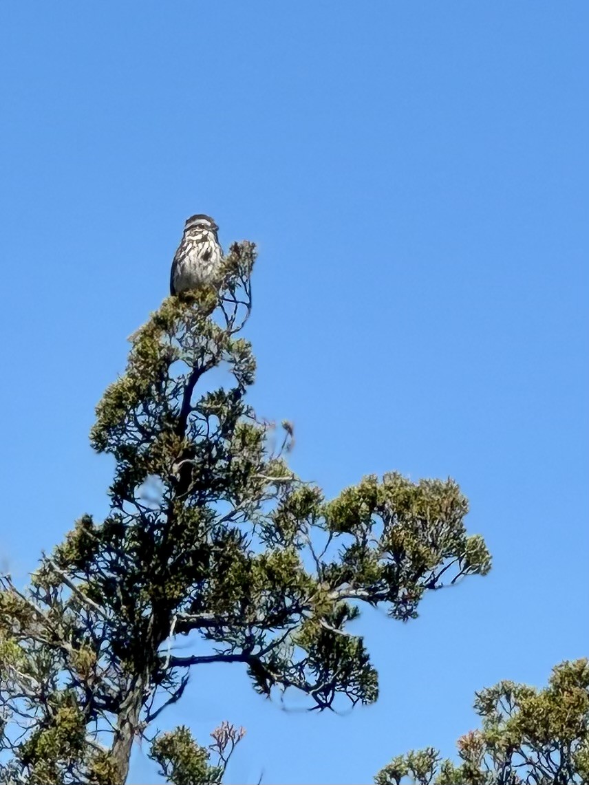 Song Sparrow - ML620182972