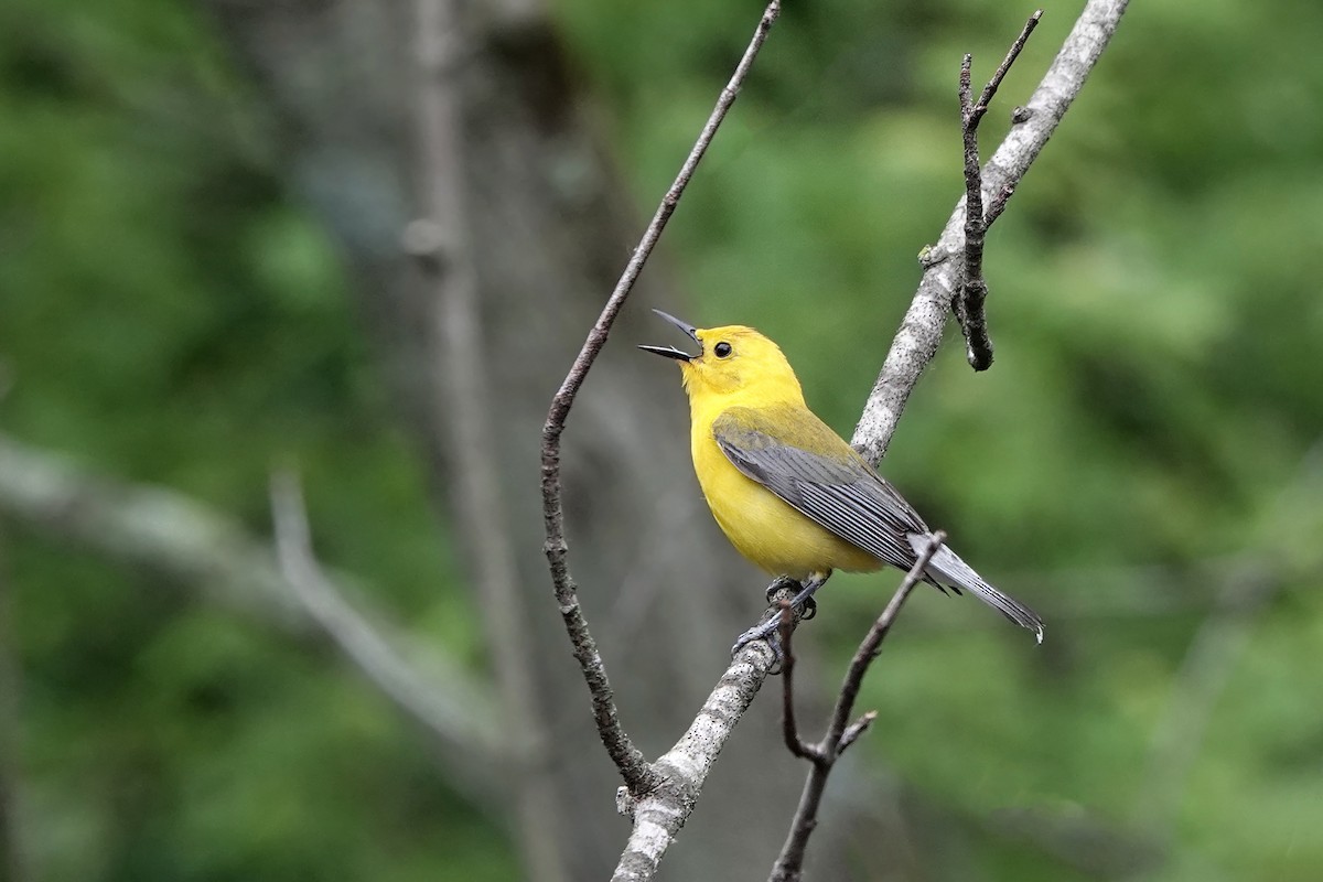 Prothonotary Warbler - ML620182974