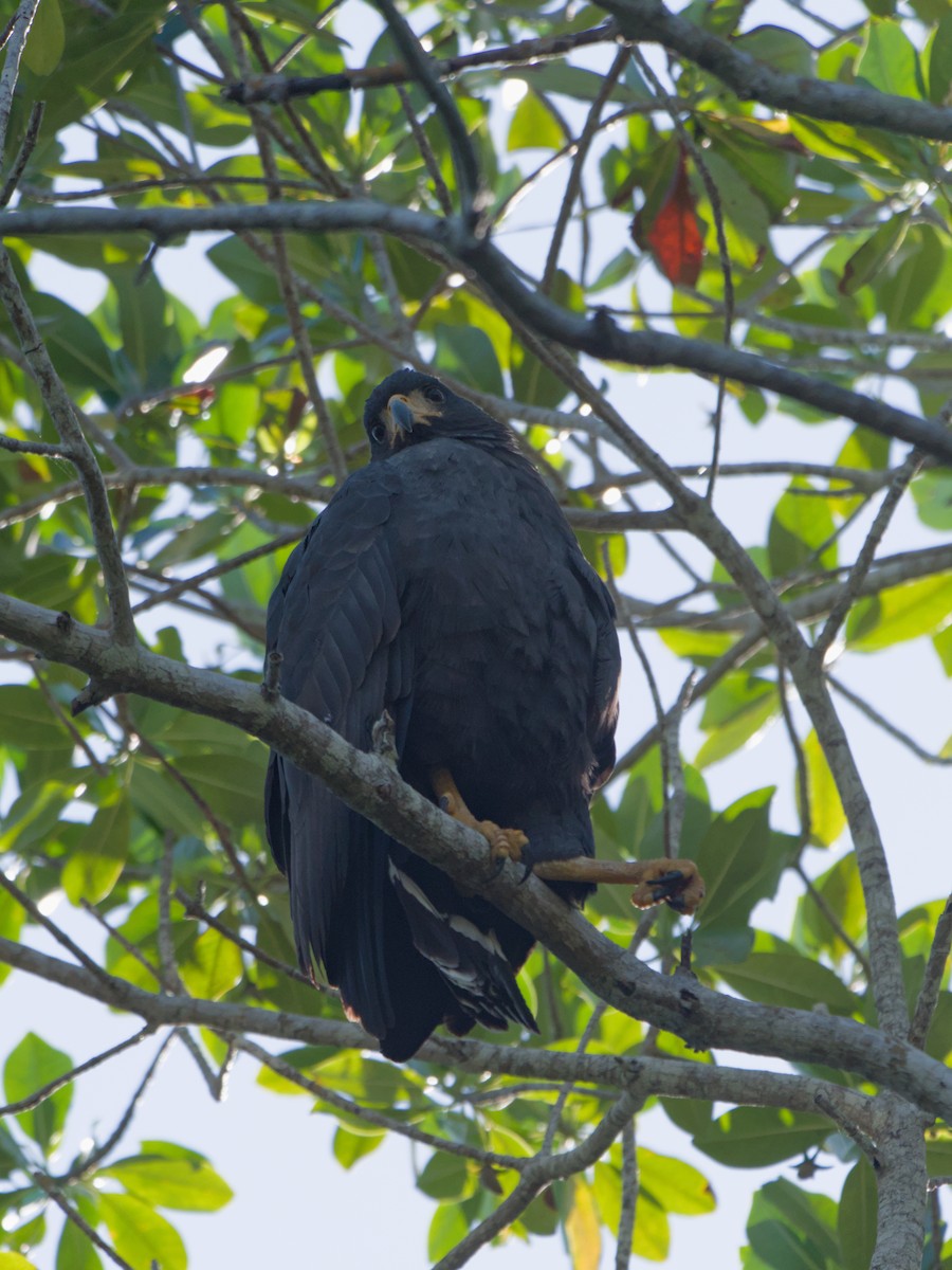 Krabbenbussard - ML620182975