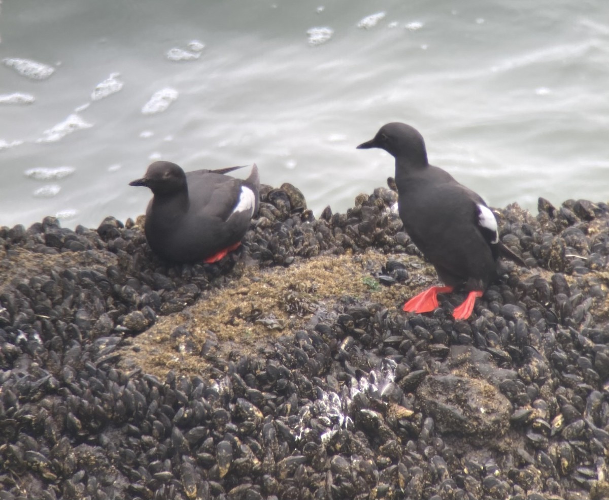 Pigeon Guillemot - ML620182976