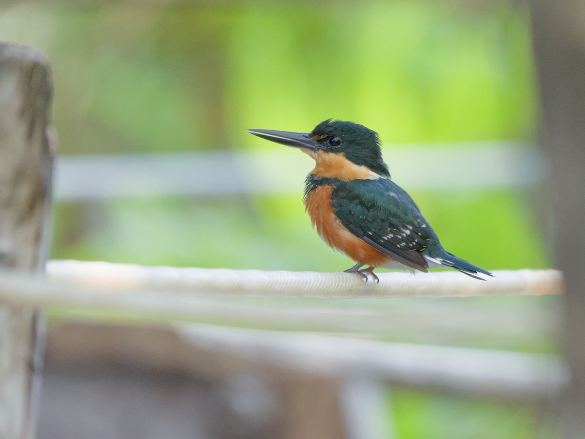 American Pygmy Kingfisher - ML620182977