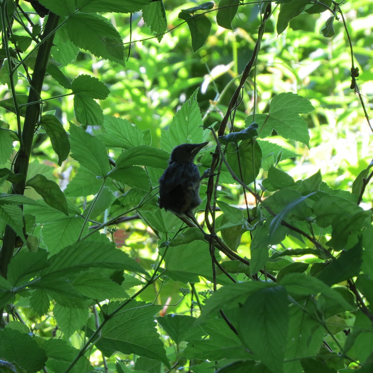 Gray Catbird - ML620182980