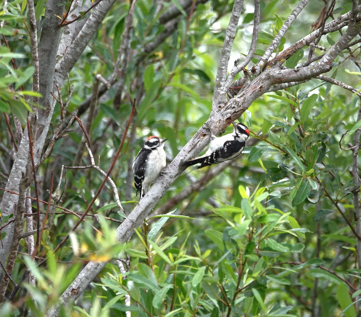 Downy Woodpecker - ML620182986