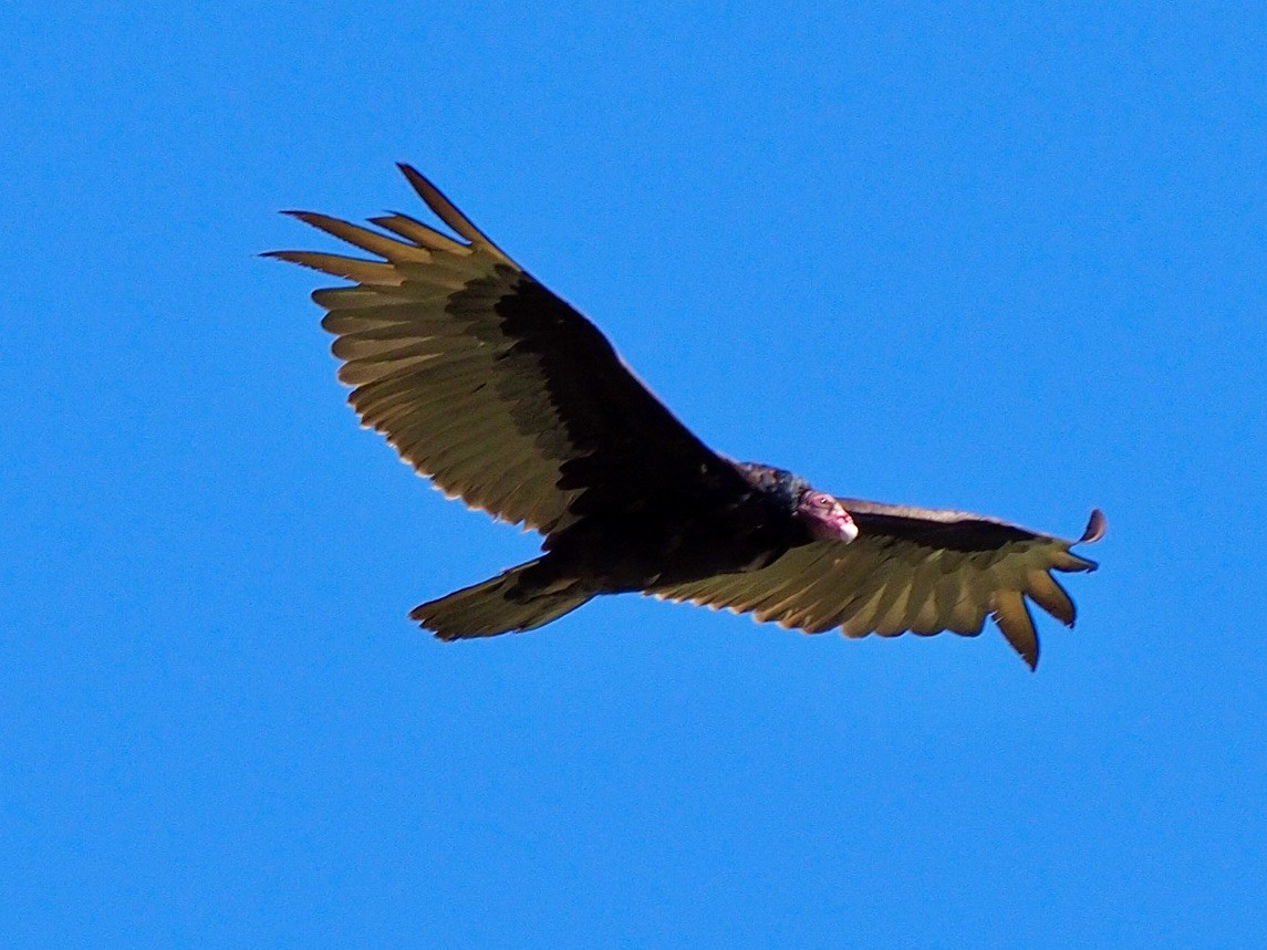 Turkey Vulture - ML620182989
