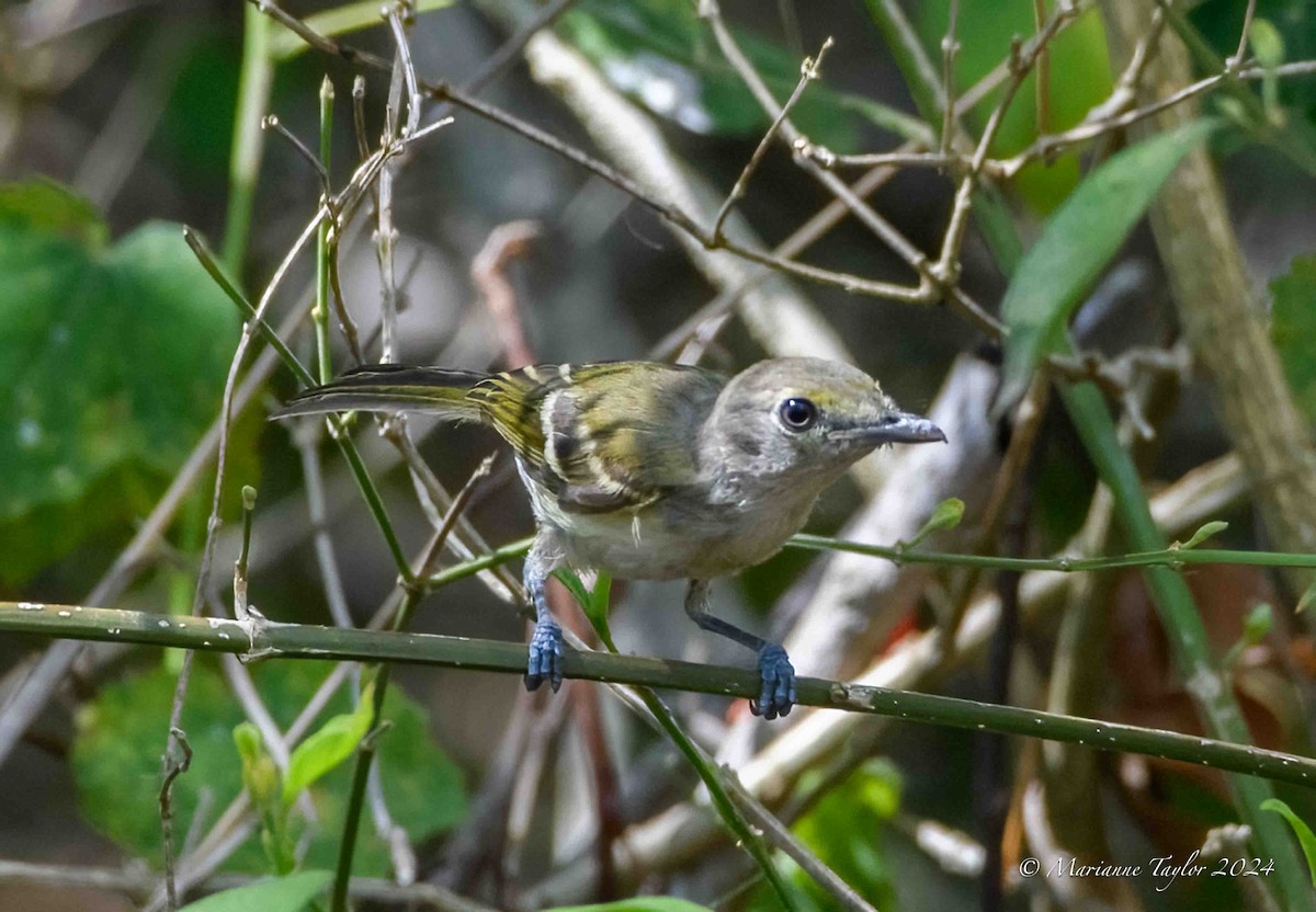 Ak Gözlü Vireo - ML620182991