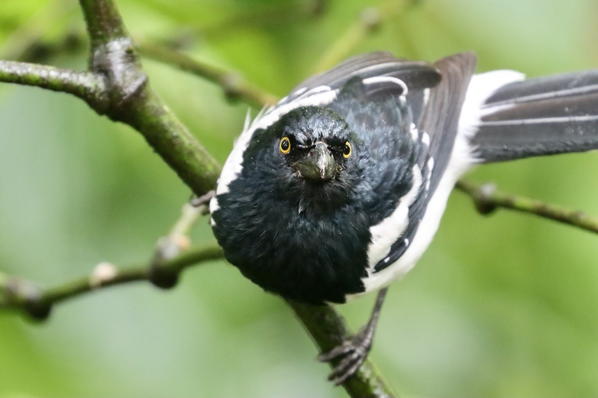 Magpie Tanager - ML620182995