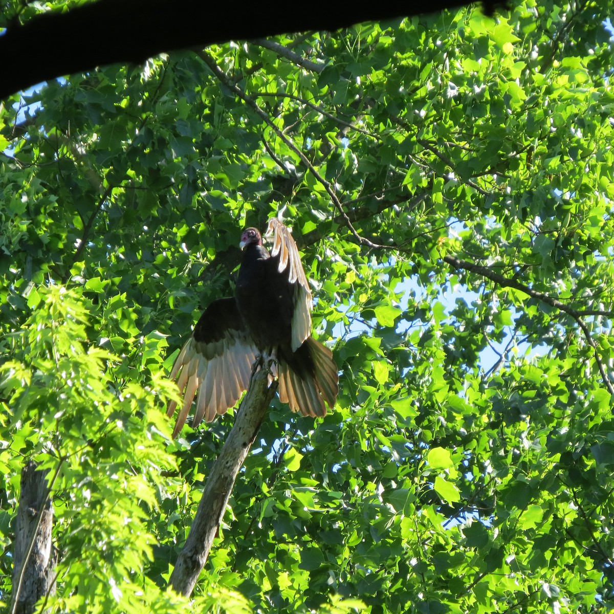 Turkey Vulture - ML620182996