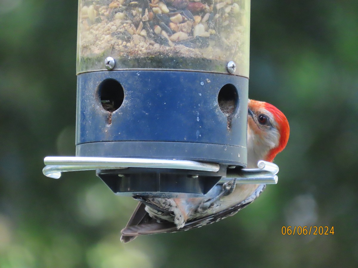 Red-bellied Woodpecker - ML620182998