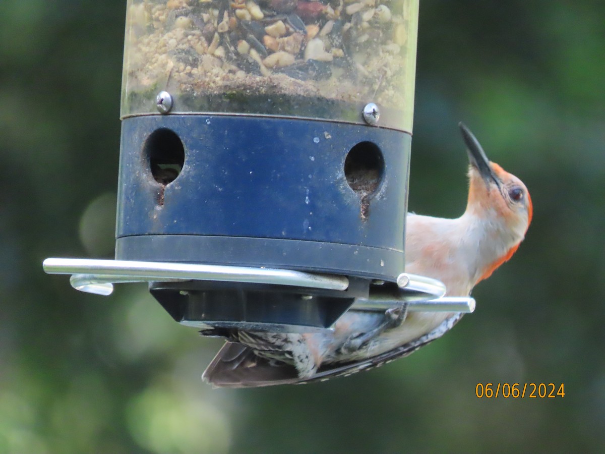 Red-bellied Woodpecker - ML620182999