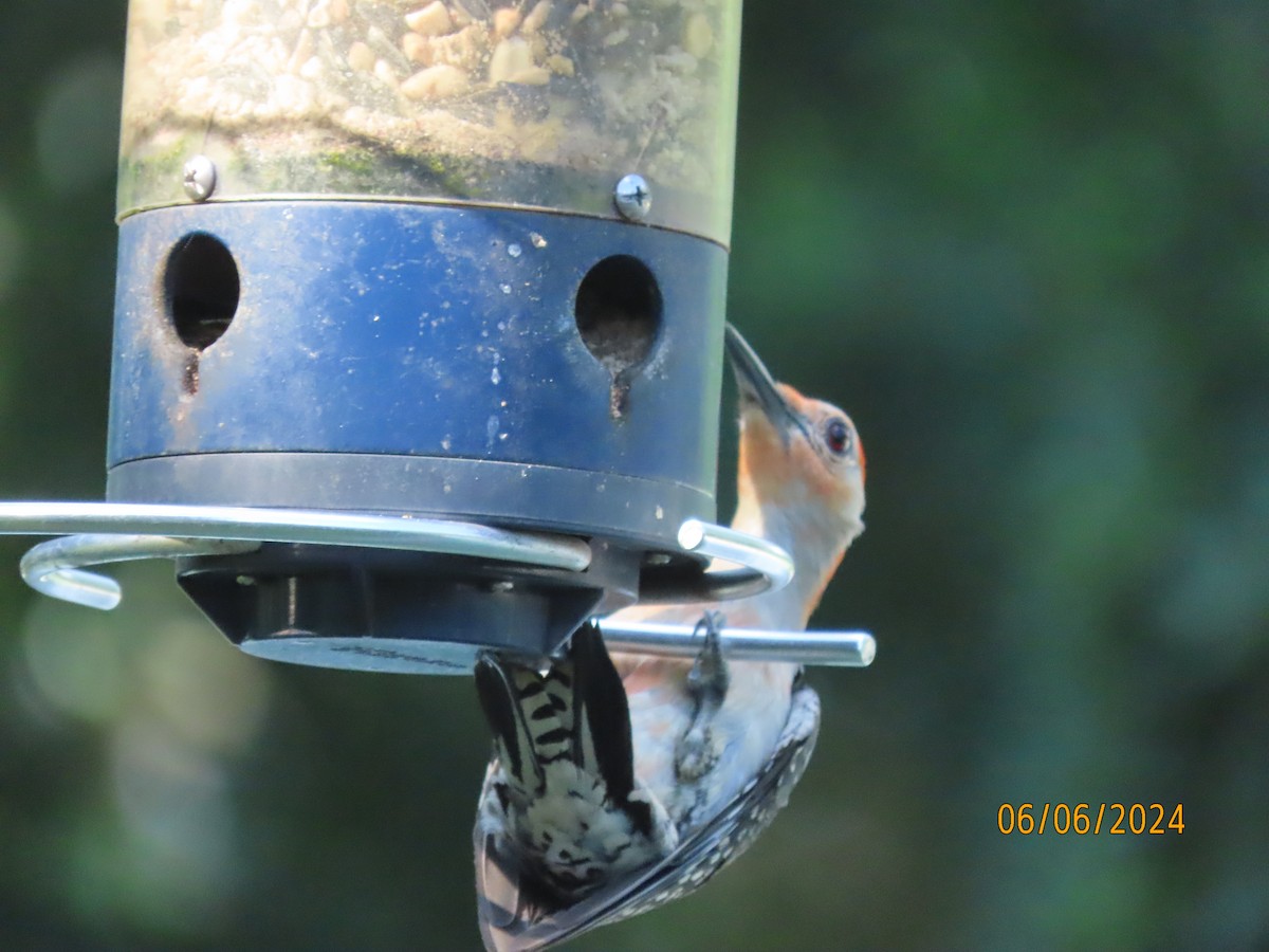 Red-bellied Woodpecker - ML620183000