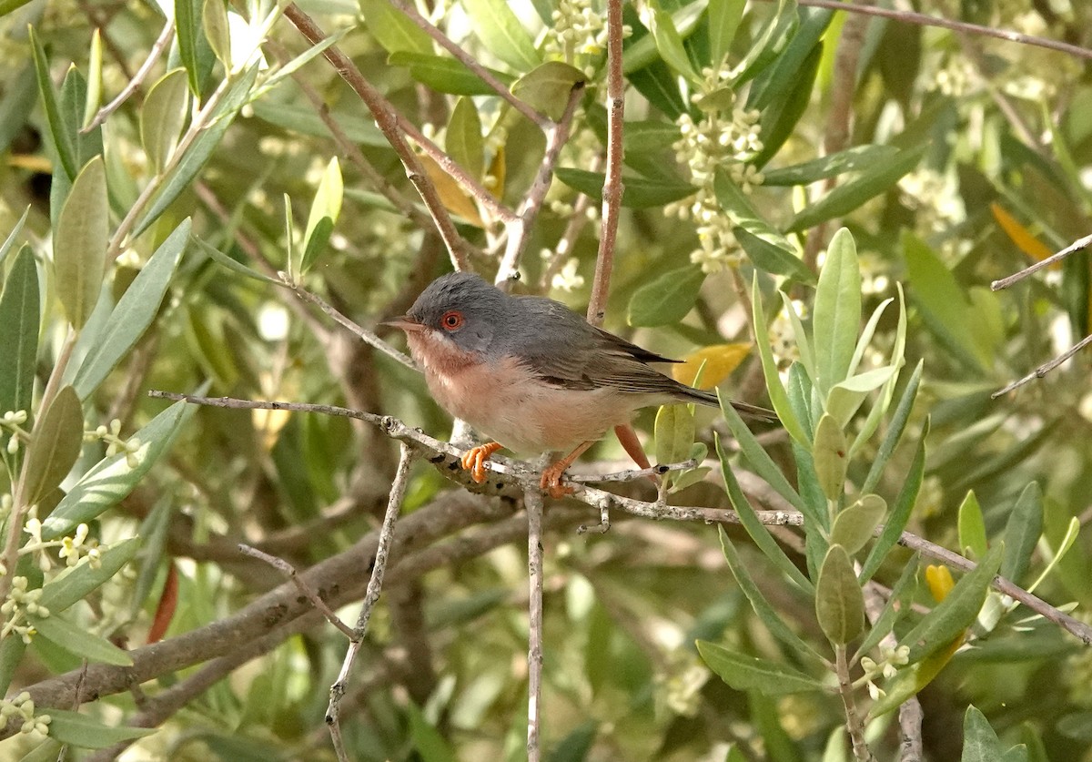 סבכי מולטוני - ML620183001