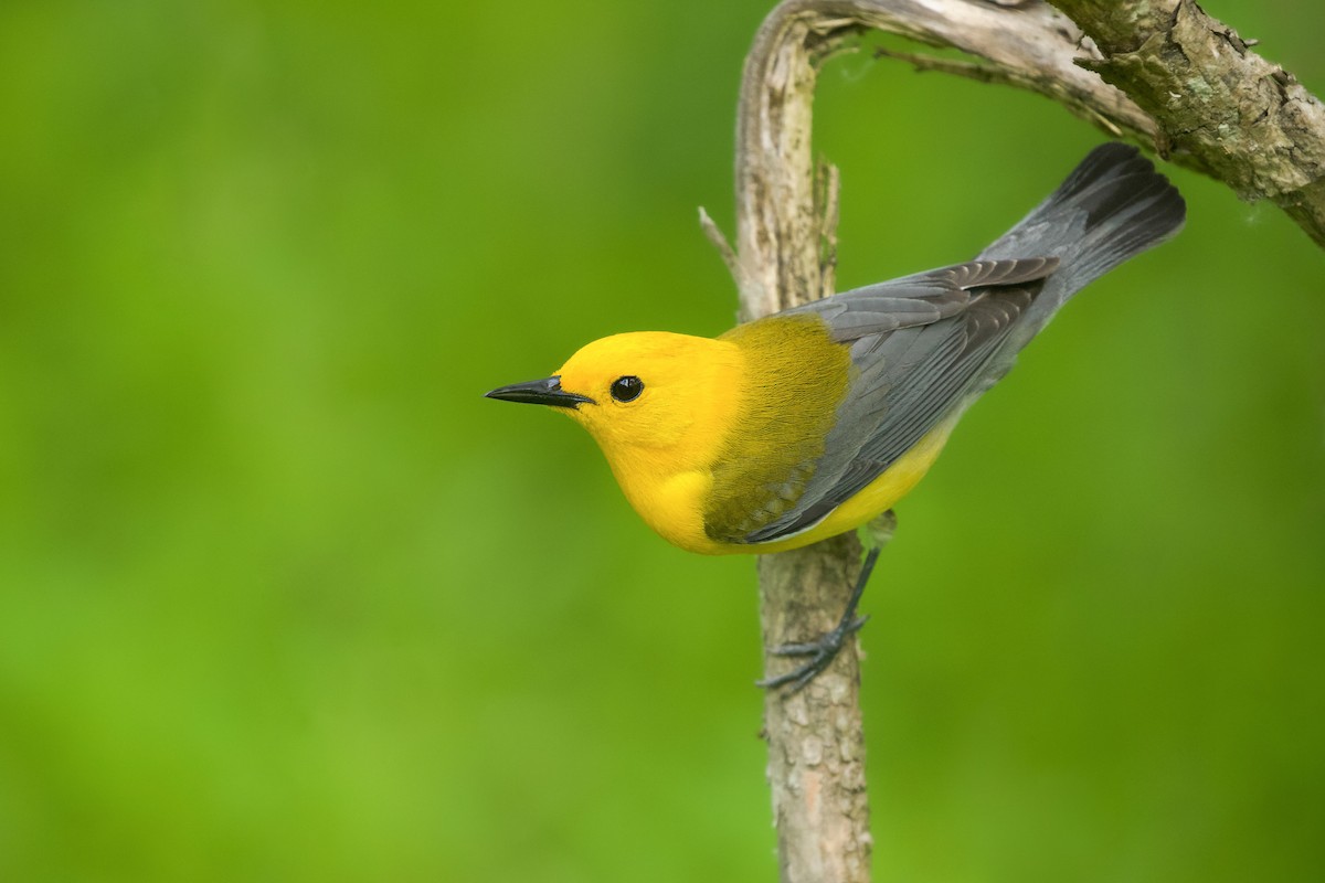 Prothonotary Warbler - ML620183010
