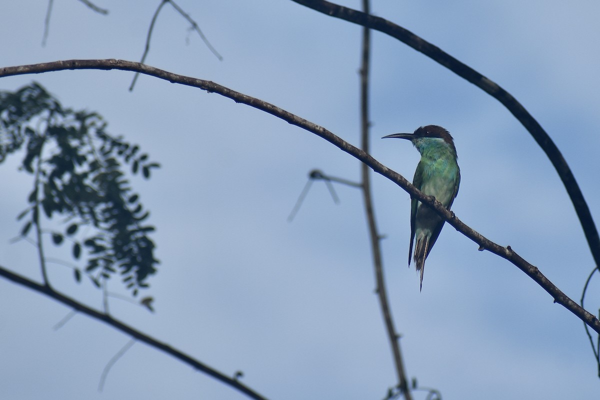 Blue-throated Bee-eater - ML620183011