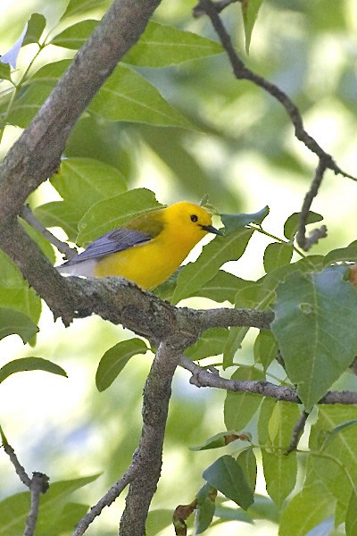 Prothonotary Warbler - ML620183014