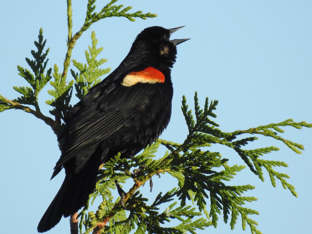 Red-winged Blackbird - ML620183015