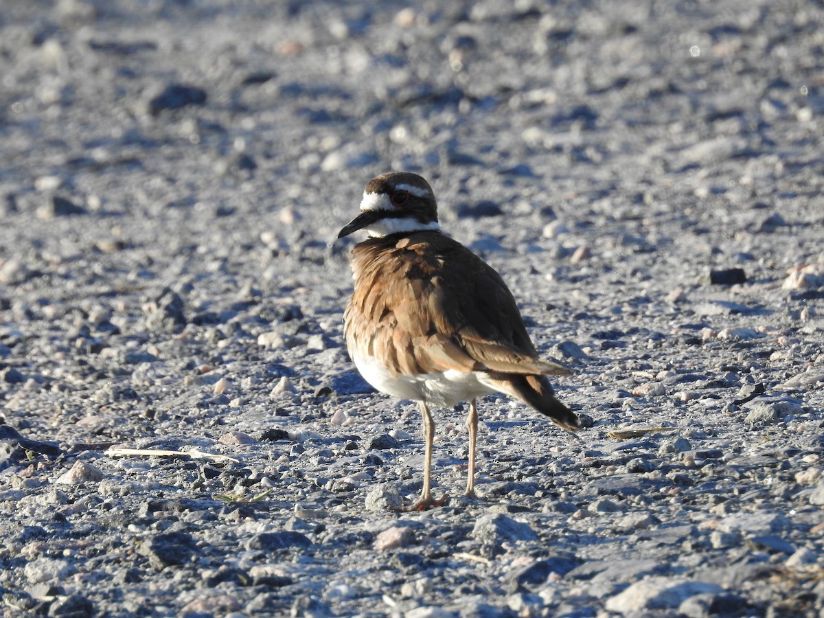 Killdeer - ML620183017