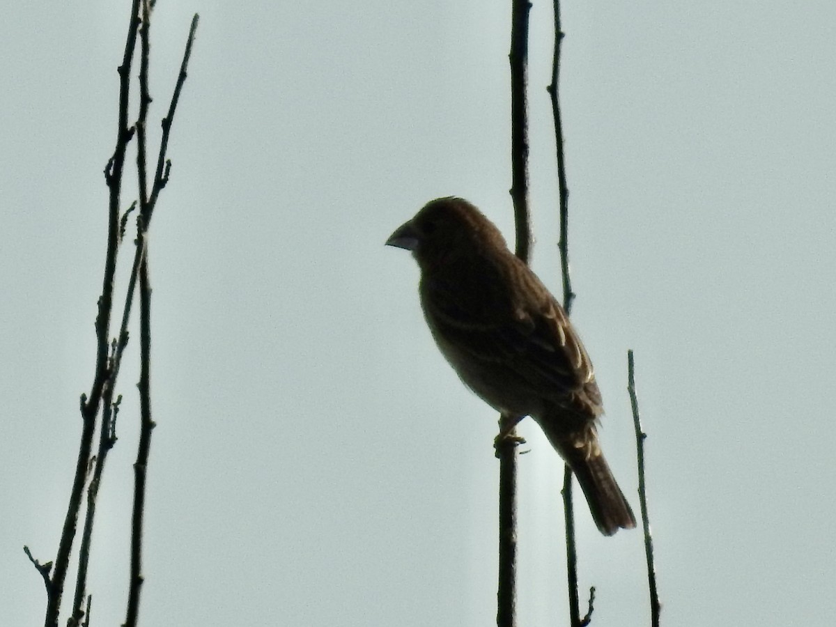 Blue Grosbeak - ML620183026