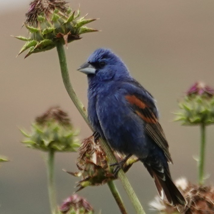 Guiraca bleu - ML620183029