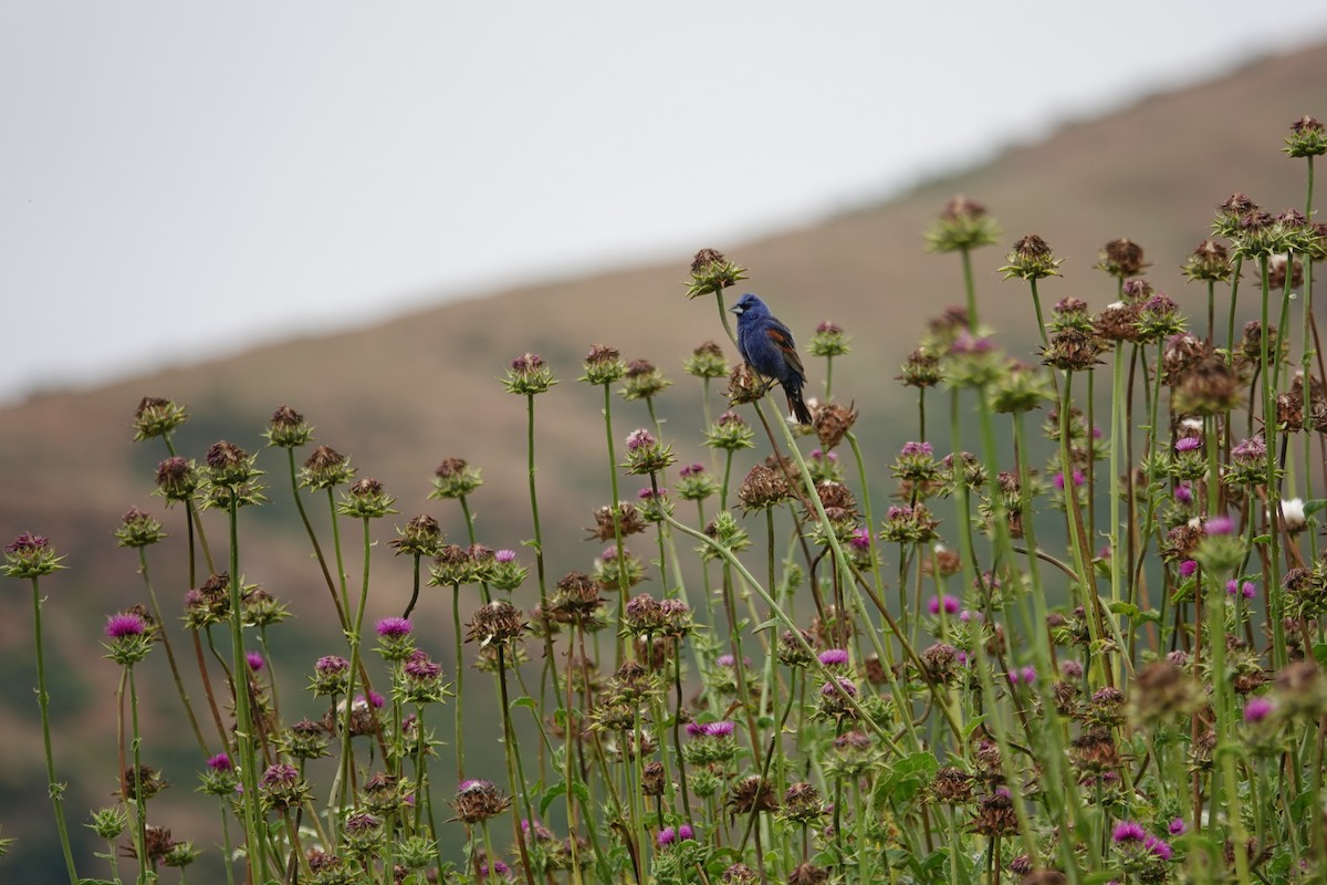 Blue Grosbeak - ML620183030