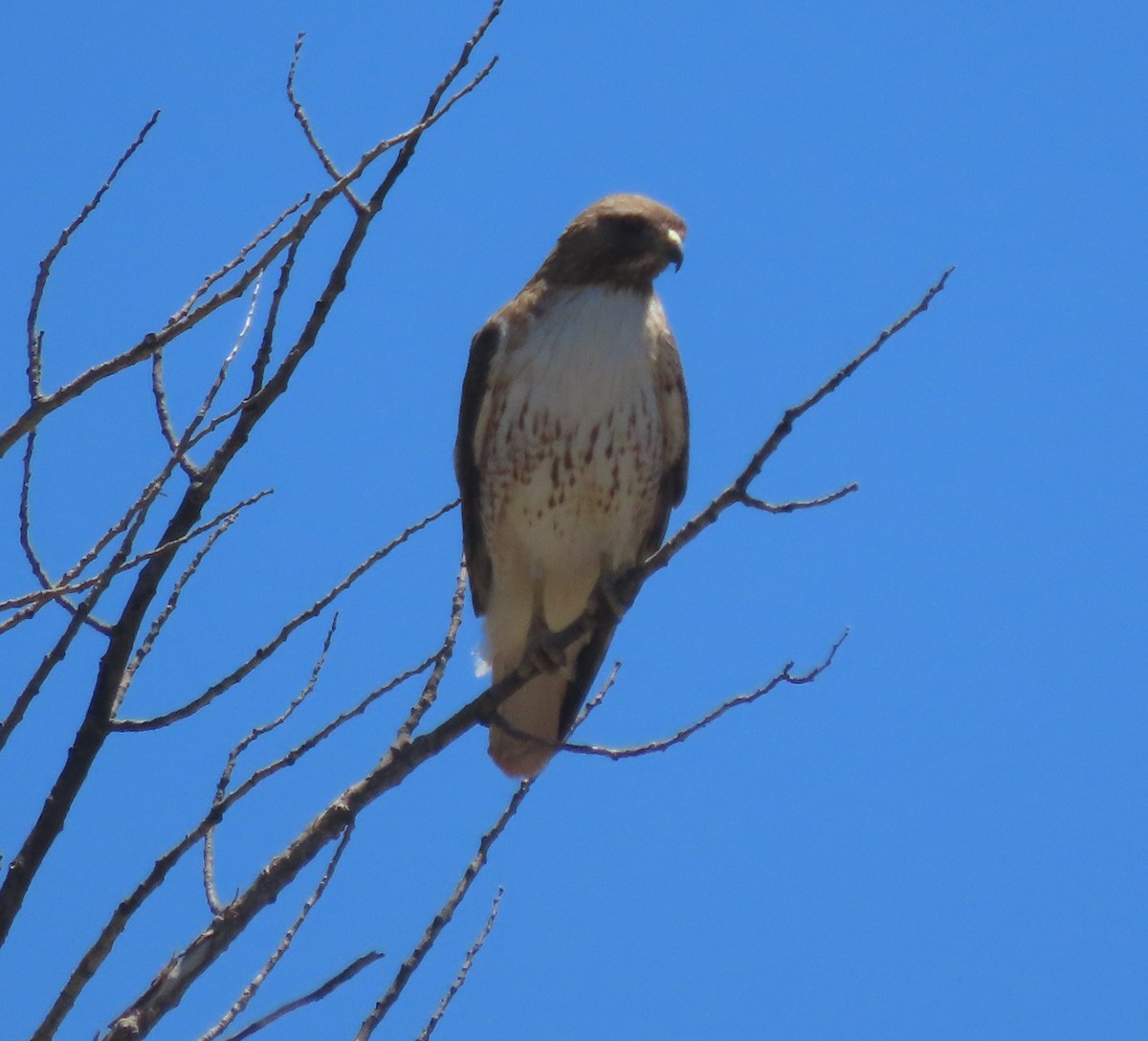 Rotschwanzbussard - ML620183031