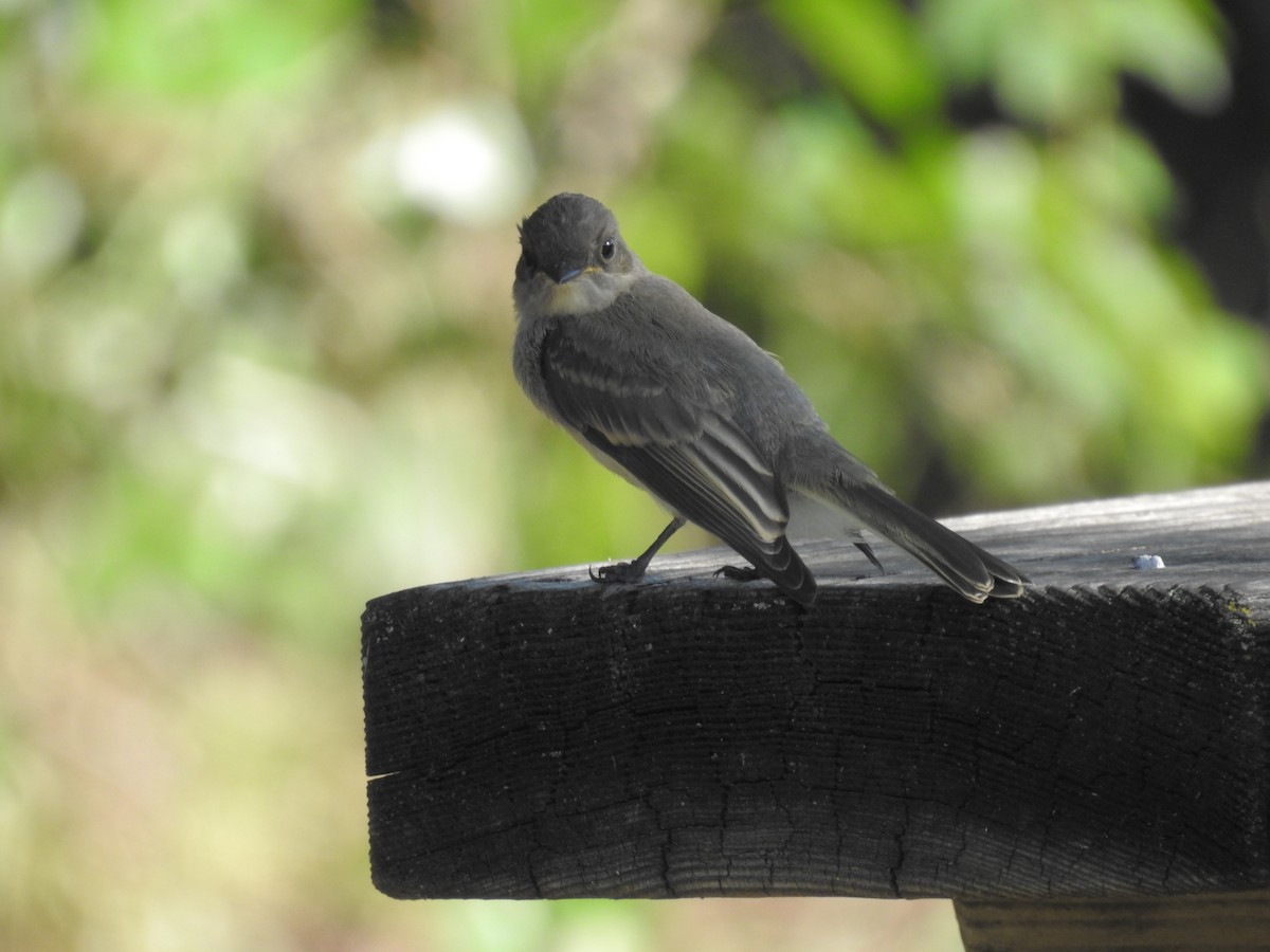 new world flycatcher sp. - ML620183034