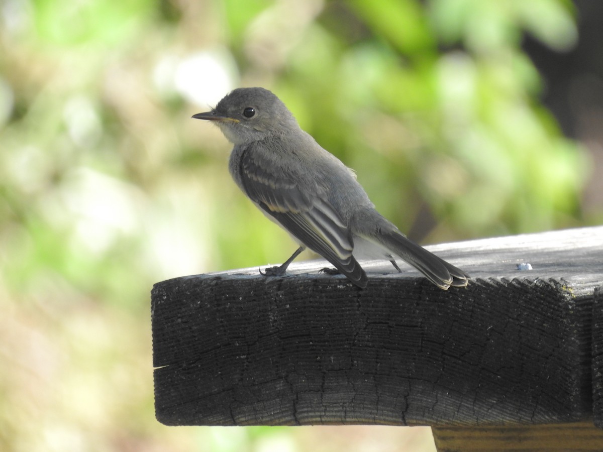 new world flycatcher sp. - ML620183035