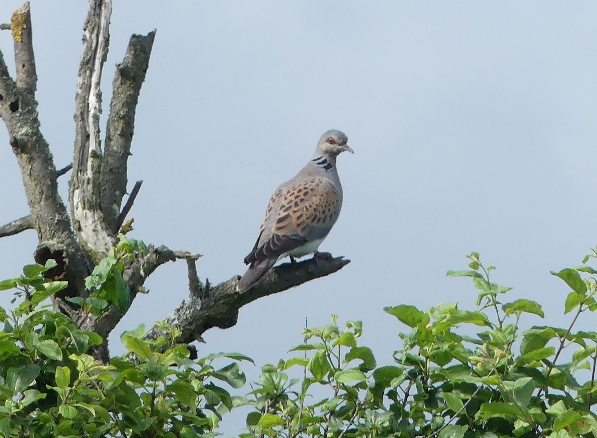 European Turtle-Dove - ML620183038