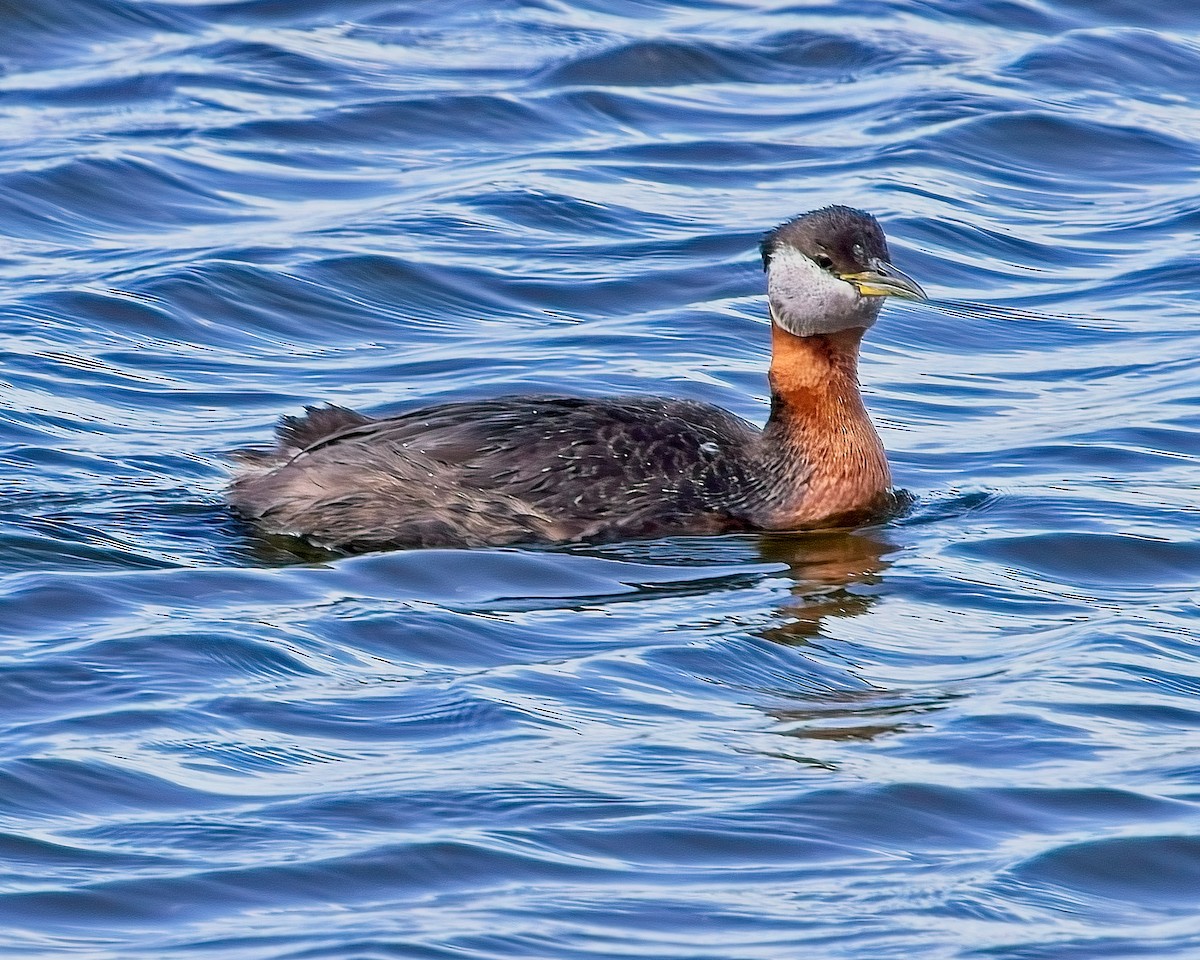 Red-necked Grebe - ML620183042