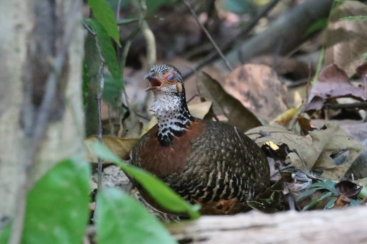 Chestnut-necklaced Partridge - ML620183049