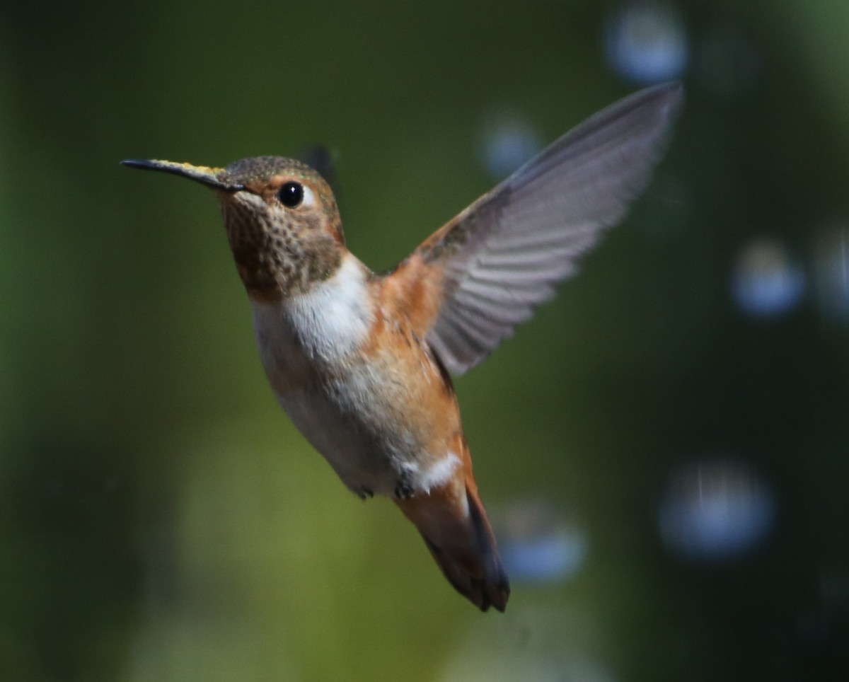 Allen's Hummingbird - ML620183050