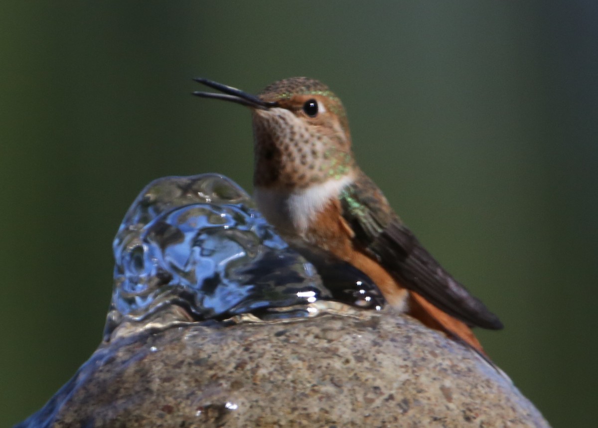 Allen's Hummingbird - ML620183053