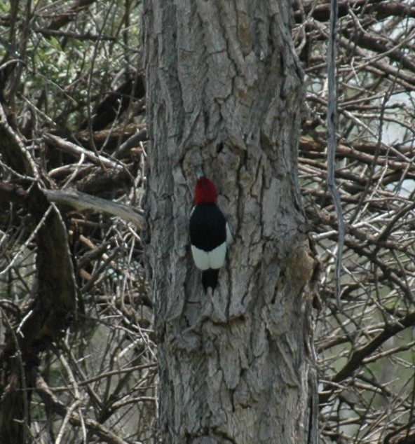 Pic à tête rouge - ML620183055