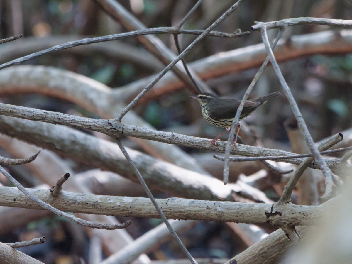 Northern Waterthrush - ML620183057