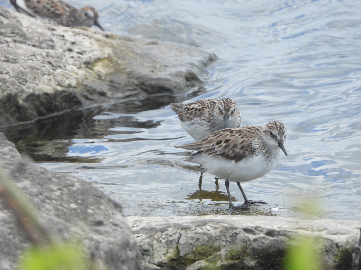 Semipalmated Sandpiper - ML620183061