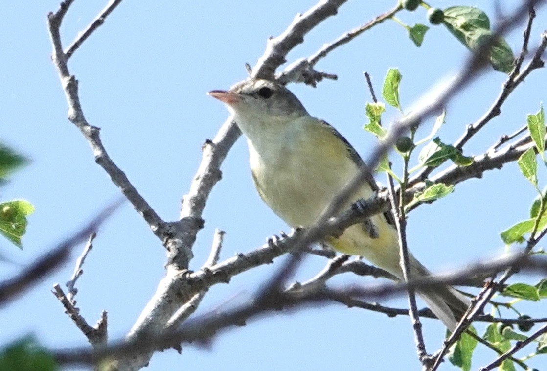 Bell's Vireo - ML620183076