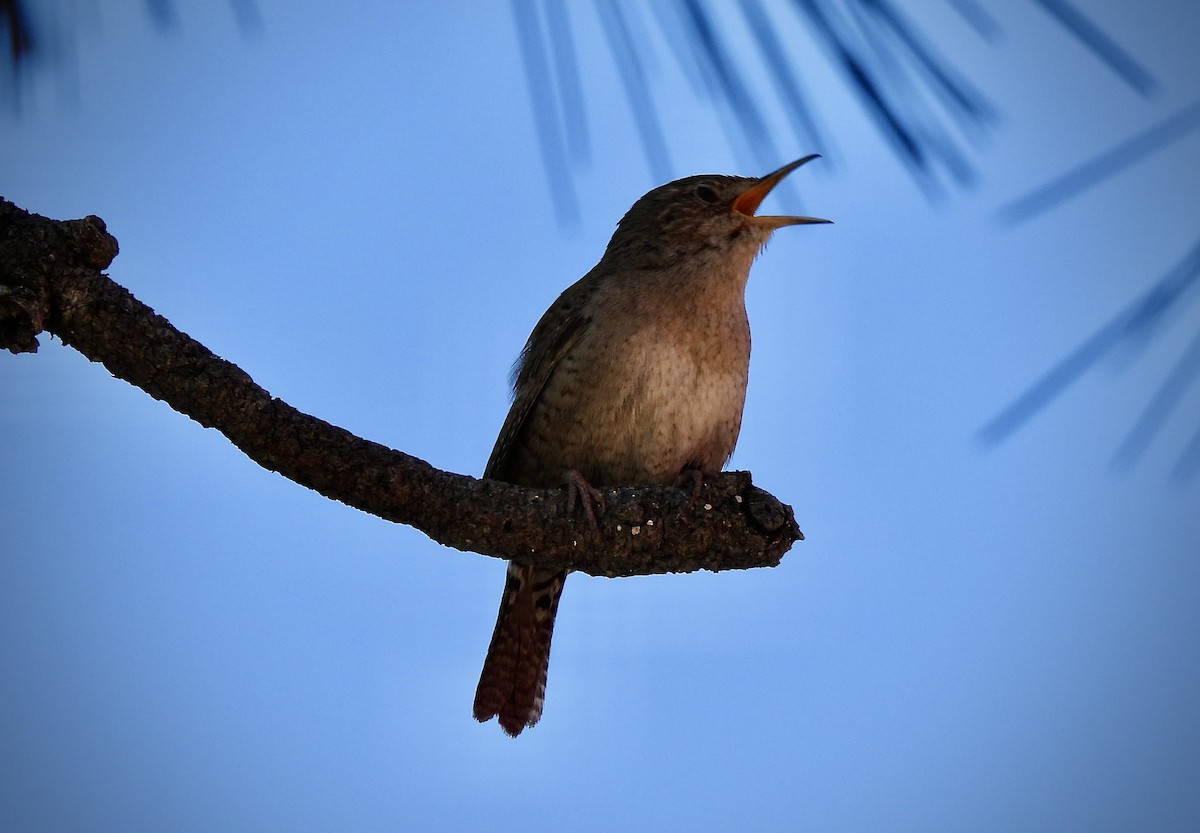 House Wren - ML620183078