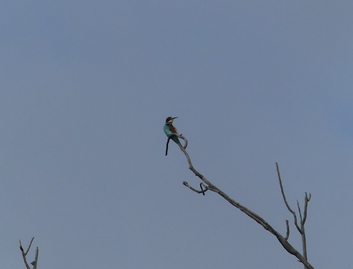 European Bee-eater - ML620183080