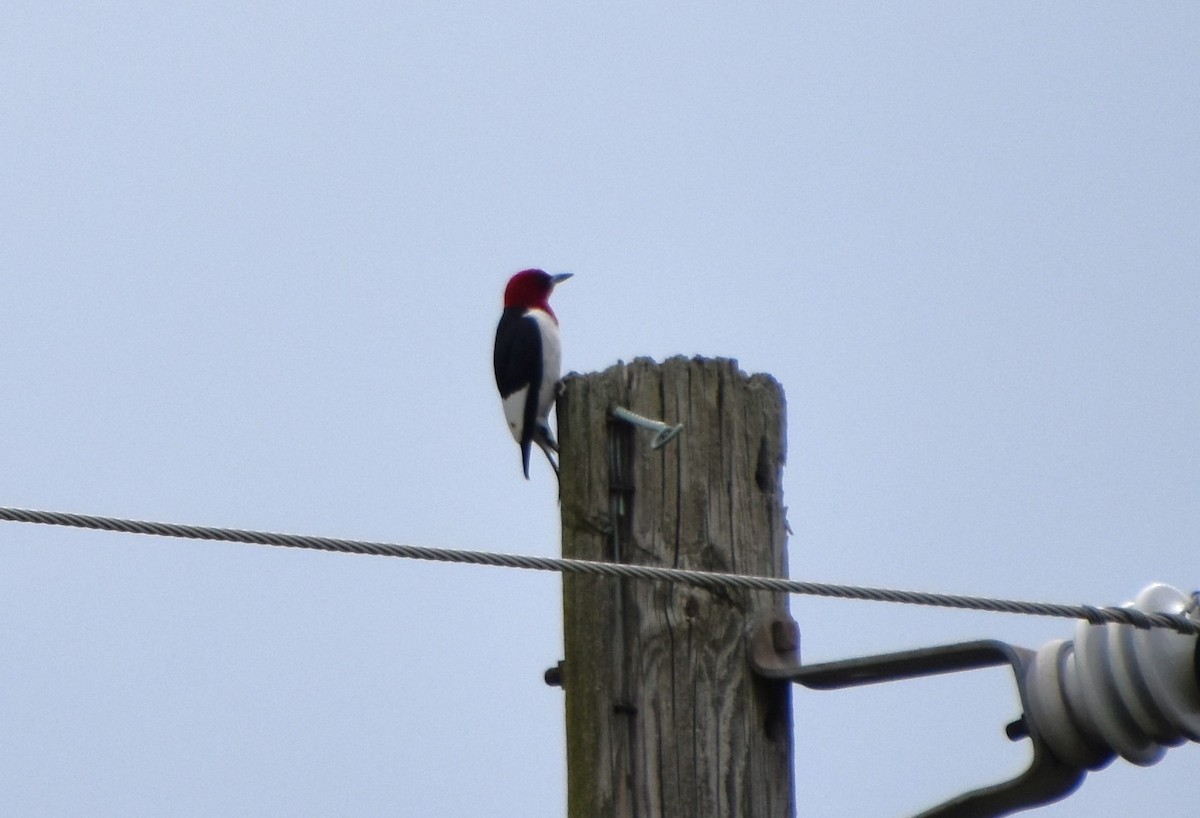 Red-headed Woodpecker - ML620183087