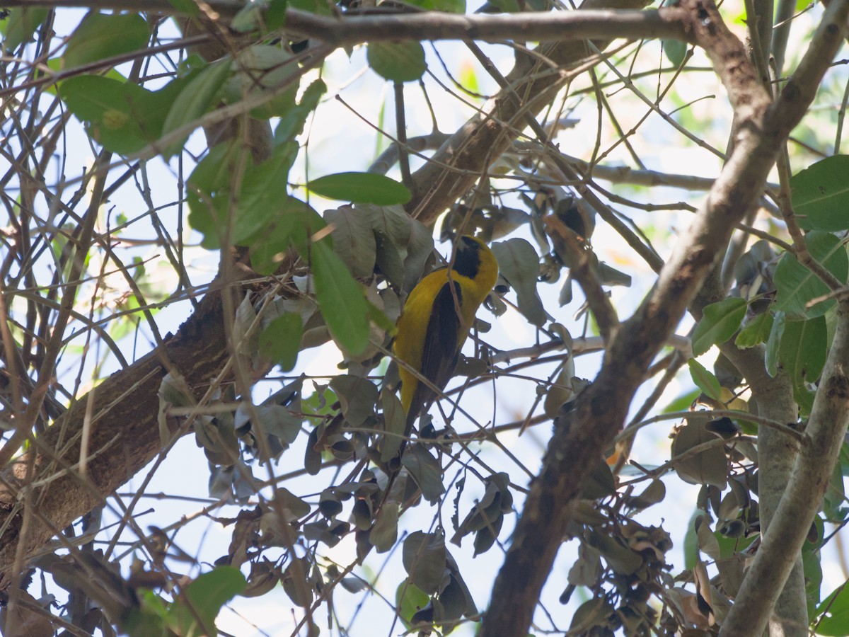Yellow-tailed Oriole - ML620183091